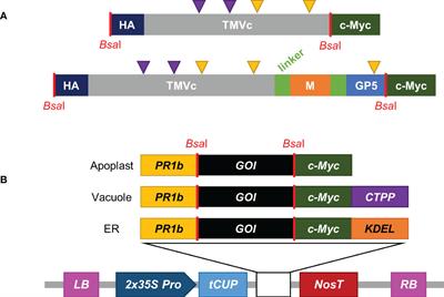 Plant production of a virus-like particle-based vaccine candidate against porcine reproductive and respiratory syndrome